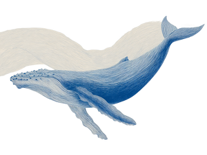 Minimalist Blue Whale Vinyl Car Decal Sticker – Waterproof & UV-Resistant 6.1866666666666665"