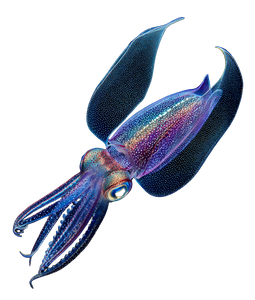 Bioluminescent Flying Squid Vinyl Car Decal Sticker – Waterproof & UV-Resistant 3.946666666666666