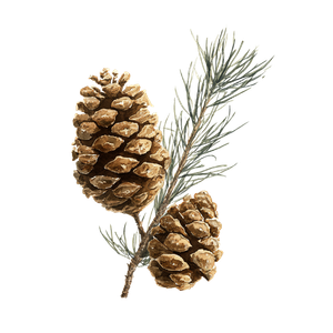 Pine Cones Twigs V2 Vinyl Car Decal Sticker – Waterproof & UV-Resistant 3.4133333333333336"
