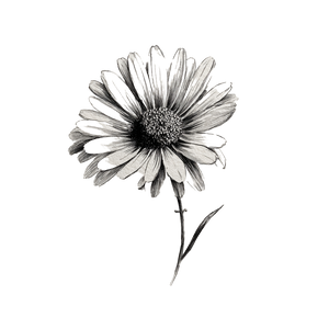 Daisy Sketch V2 Vinyl Car Decal Sticker – Waterproof & UV-Resistant 6.826666666666667"