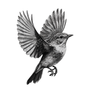 Nightingale Drawing Vinyl Car Decal Sticker – Waterproof & UV-Resistant 3.4133333333333336"