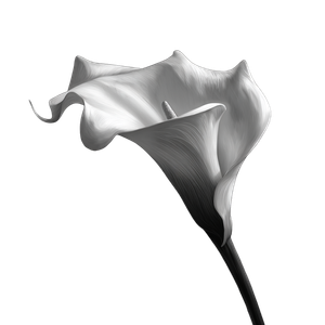 Calla Lily V2 Vinyl Car Decal Sticker – Waterproof & UV-Resistant 3.4133333333333336"
