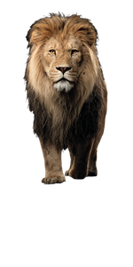 Lion On Water Vinyl Car Decal Sticker – Waterproof & UV-Resistant 5.12"