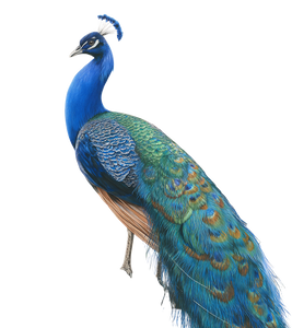 Iridescent Peacock Vinyl Car Decal Sticker – Waterproof & UV-Resistant 3.8