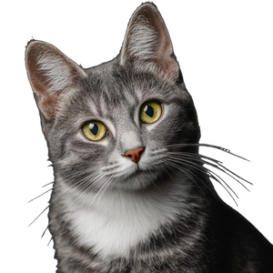 Simple Cat Portrait Vinyl Car Decal Sticker – Waterproof & UV-Resistant 3.4133333333333336"
