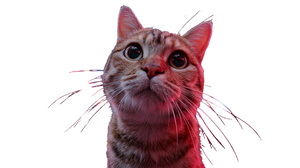 Wide-Eyed Tabby Cat Vinyl Car Decal Sticker – Waterproof & UV-Resistant 2.72"