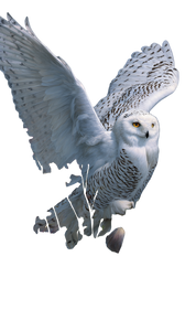 Snowy Owl Soaring V2 Vinyl Car Decal Sticker – Waterproof & UV-Resistant 9.706666666666667"