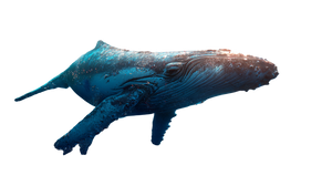 Super Whale Vinyl Car Decal Sticker – Waterproof & UV-Resistant 2.72"