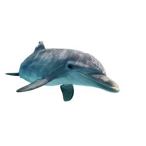 Dolphin V4 Vinyl Car Decal Sticker – Waterproof & UV-Resistant 3.4133333333333336"