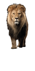 Lion On Water V2 Vinyl Car Decal Sticker – Waterproof & UV-Resistant 5.12" Lion On Water V2 Vinyl Car Decal Sticker – Waterproof & UV-Resistant 5.12"