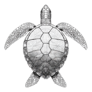 Sea Turtle Outline V2 Vinyl Car Decal Sticker – Waterproof & UV-Resistant 6.826666666666667"