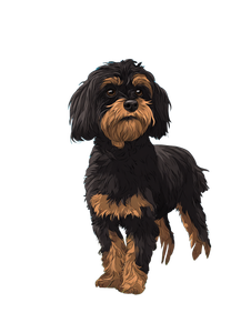 Cartoon Cavoodle Dog V2 Vinyl Car Decal Sticker – Waterproof & UV-Resistant 4.1066666666666665"