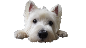 White Westie V2 Vinyl Car Decal Sticker – Waterproof & UV-Resistant 5.4
