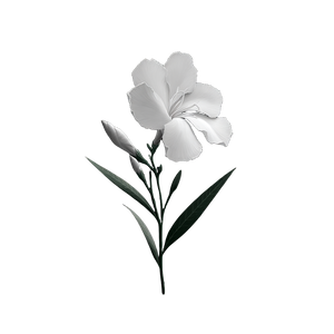 White Oleander Logo V2 Vinyl Car Decal Sticker – Waterproof & UV-Resistant 3.4133333333333336" White Oleander Logo V2 Vinyl Car Decal Sticker – Waterproof & UV-Resistant 3.4133333333333336"