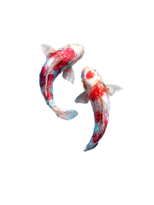 Graceful Koi Fish V2 Vinyl Car Decal Sticker – Waterproof & UV-Resistant 8.213333333333333"