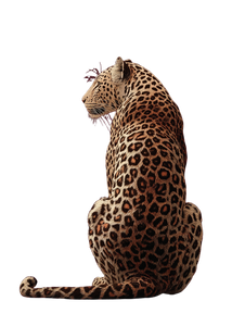 Leopard Sitting V2 Vinyl Car Decal Sticker – Waterproof & UV-Resistant 8.213333333333333" Leopard Sitting V2 Vinyl Car Decal Sticker – Waterproof & UV-Resistant 8.213333333333333"