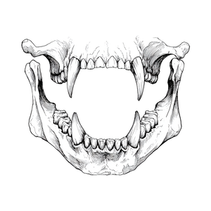 Vampire Jaw Set Vinyl Car Decal Sticker – Waterproof & UV-Resistant 3.4133333333333336"
