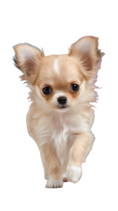 Tiny Chihuahua Puppy Vinyl Car Decal Sticker – Waterproof & UV-Resistant 4.8533333333333335"