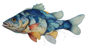 Choi Fish Drawing Vinyl Car Decal Sticker – Waterproof & UV-Resistant 5.4