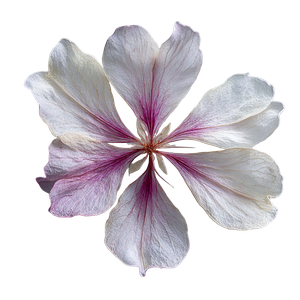 Delicate Flower Petal Vinyl Car Decal Sticker – Waterproof & UV-Resistant 6.826666666666667"