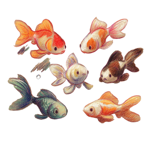 Cute Fish Sketches Vinyl Car Decal Sticker – Waterproof & UV-Resistant 6.826666666666667"
