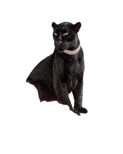 Luxury Panther Throne Vinyl Car Decal Sticker – Waterproof & UV-Resistant 8.0"
