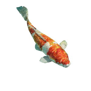 Koi Fish Swimming V4 Vinyl Car Decal Sticker – Waterproof & UV-Resistant 3.4133333333333336"
