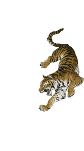 Dragon Tiger Clash V2 Vinyl Car Decal Sticker – Waterproof & UV-Resistant 4.8533333333333335"