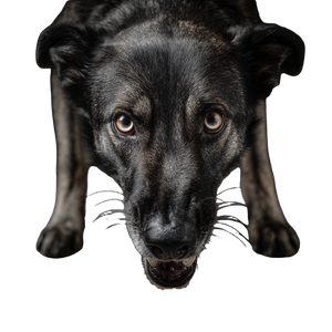 Aggressive Dog V3 Vinyl Car Decal Sticker – Waterproof & UV-Resistant 3.4133333333333336"