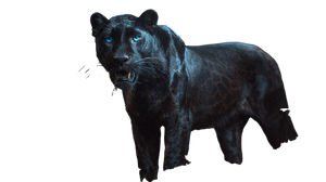 Magical Saber Panther Vinyl Car Decal Sticker – Waterproof & UV-Resistant 5.4