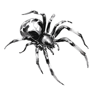 Spider Drawing V2 Vinyl Car Decal Sticker – Waterproof & UV-Resistant 3.4133333333333336"