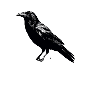Gothic Crow Typewriter Vinyl Car Decal Sticker – Waterproof & UV-Resistant 3.4133333333333336"