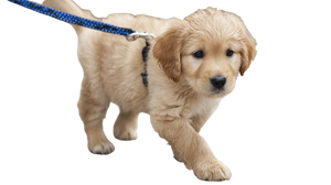Puppy Walking Vinyl Car Decal Sticker – Waterproof & UV-Resistant 5.4