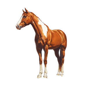 Chestnut Racehorse Illustration Vinyl Car Decal Sticker – Waterproof & UV-Resistant 3.4133333333333336"