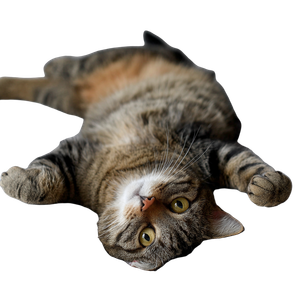 Cat On Bed V3 Vinyl Car Decal Sticker – Waterproof & UV-Resistant 3.4133333333333336"