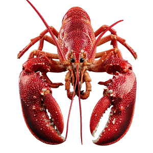 Lobster V2 Vinyl Car Decal Sticker – Waterproof & UV-Resistant 3.4133333333333336"