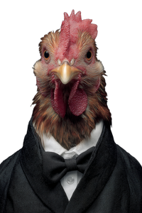Tuxedo Rooster Vinyl Car Decal Sticker – Waterproof & UV-Resistant 4.4
