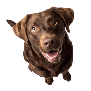 Content Labrador Vinyl Car Decal Sticker – Waterproof & UV-Resistant 6.826666666666667" Content Labrador Vinyl Car Decal Sticker – Waterproof & UV-Resistant 6.826666666666667"