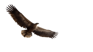 Soaring Eagle V16 Vinyl Car Decal Sticker – Waterproof & UV-Resistant 5.4