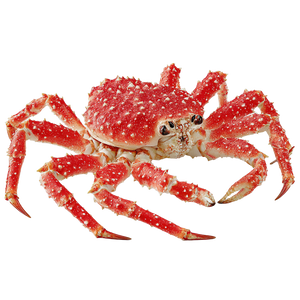 Red King Crab Vinyl Car Decal Sticker – Waterproof & UV-Resistant 3.4133333333333336"