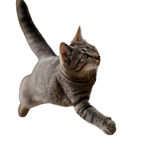 Speedy Climbing Cat Vinyl Car Decal Sticker – Waterproof & UV-Resistant 3.4133333333333336"