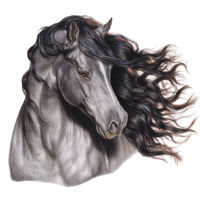 Andalusian Horse Drawing Vinyl Car Decal Sticker – Waterproof & UV-Resistant 6.826666666666667"