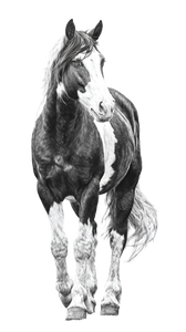 Beautiful Horse V5 Vinyl Car Decal Sticker – Waterproof & UV-Resistant 9.706666666666667"