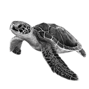 Sea Turtle Sketch Vinyl Car Decal Sticker – Waterproof & UV-Resistant 3.4133333333333336"
