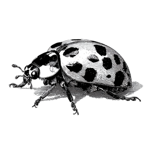 Victorian Ladybug Illustration Vinyl Car Decal Sticker – Waterproof & UV-Resistant 6.826666666666667"