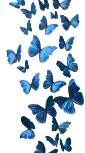 Blue Morpho Butterflies V5 Vinyl Car Decal Sticker – Waterproof & UV-Resistant 9.706666666666667"