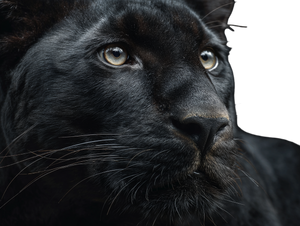 Black Panther V22 Vinyl Car Decal Sticker – Waterproof & UV-Resistant 3.0933333333333333"