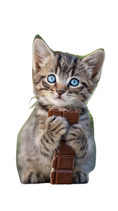 Cute Tabby Kitten V2 Vinyl Car Decal Sticker – Waterproof & UV-Resistant 4.8533333333333335"