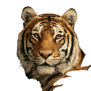 Cute Tiger V2 Vinyl Car Decal Sticker – Waterproof & UV-Resistant 3.4133333333333336"