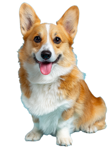 Happy Welsh Corgi V3 Vinyl Car Decal Sticker – Waterproof & UV-Resistant 8.213333333333333"